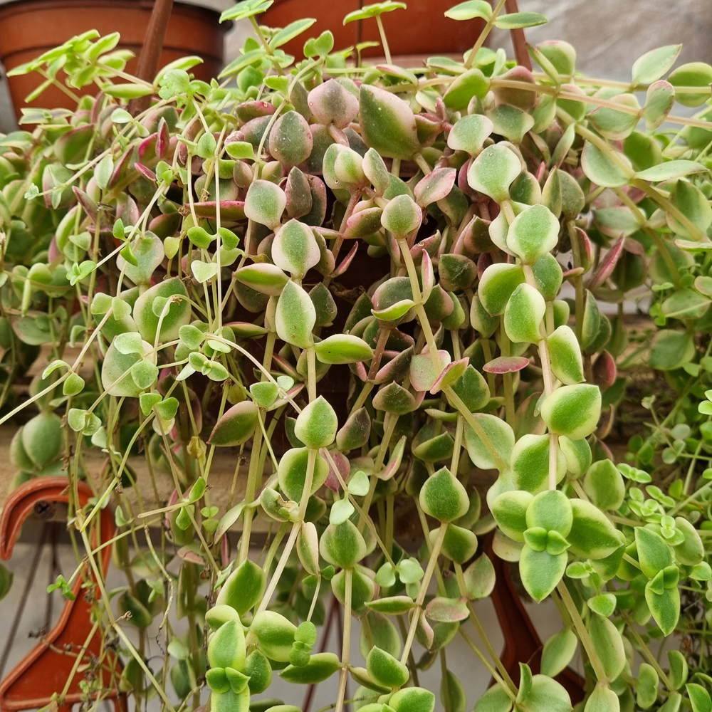 Crassula Pellucida Variegata
