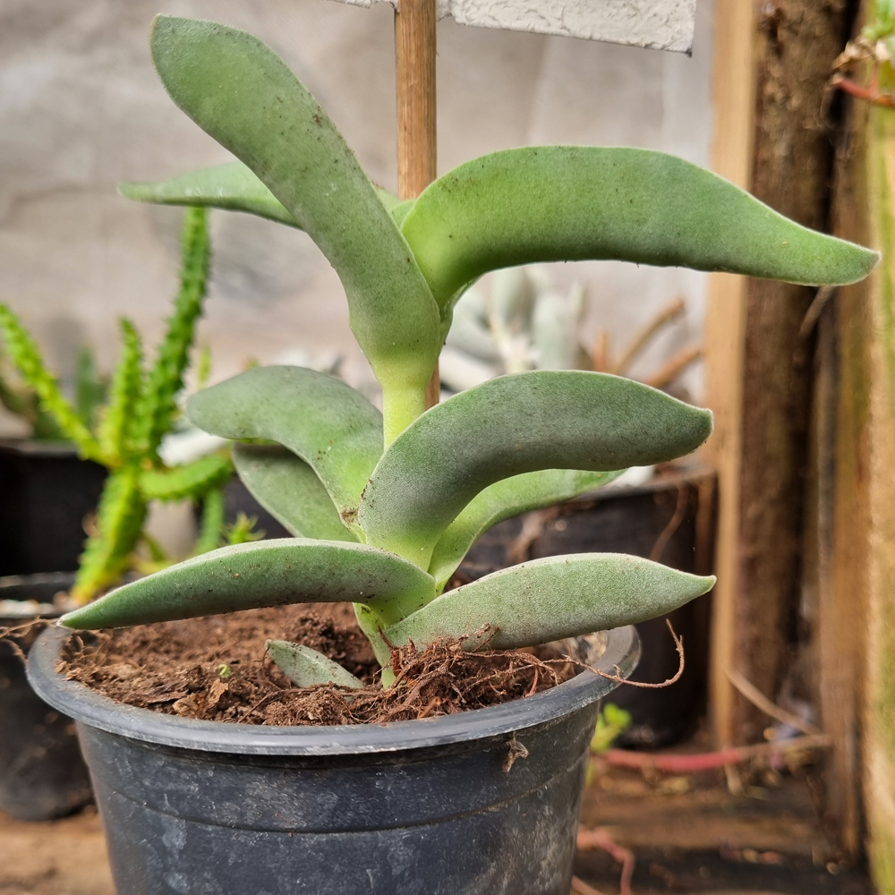 Crassula Perfoliata var. Falcata - Aleta de Tiburón