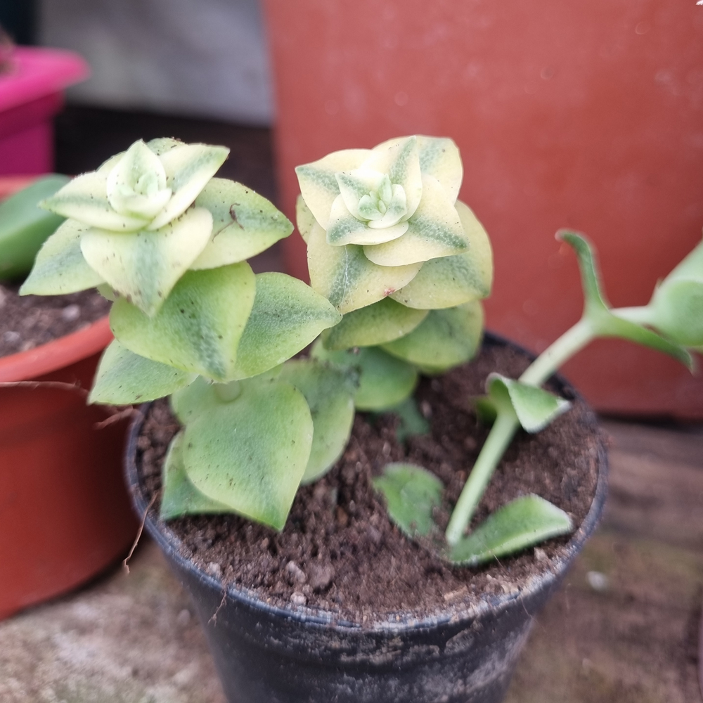 Crassula Perforata Variegata
