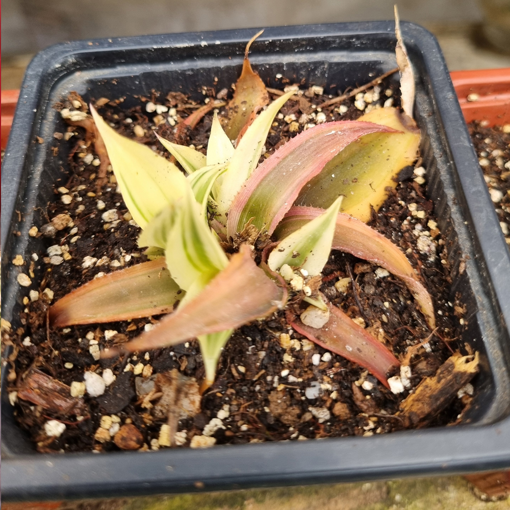 Cryptanthus Bivittatus