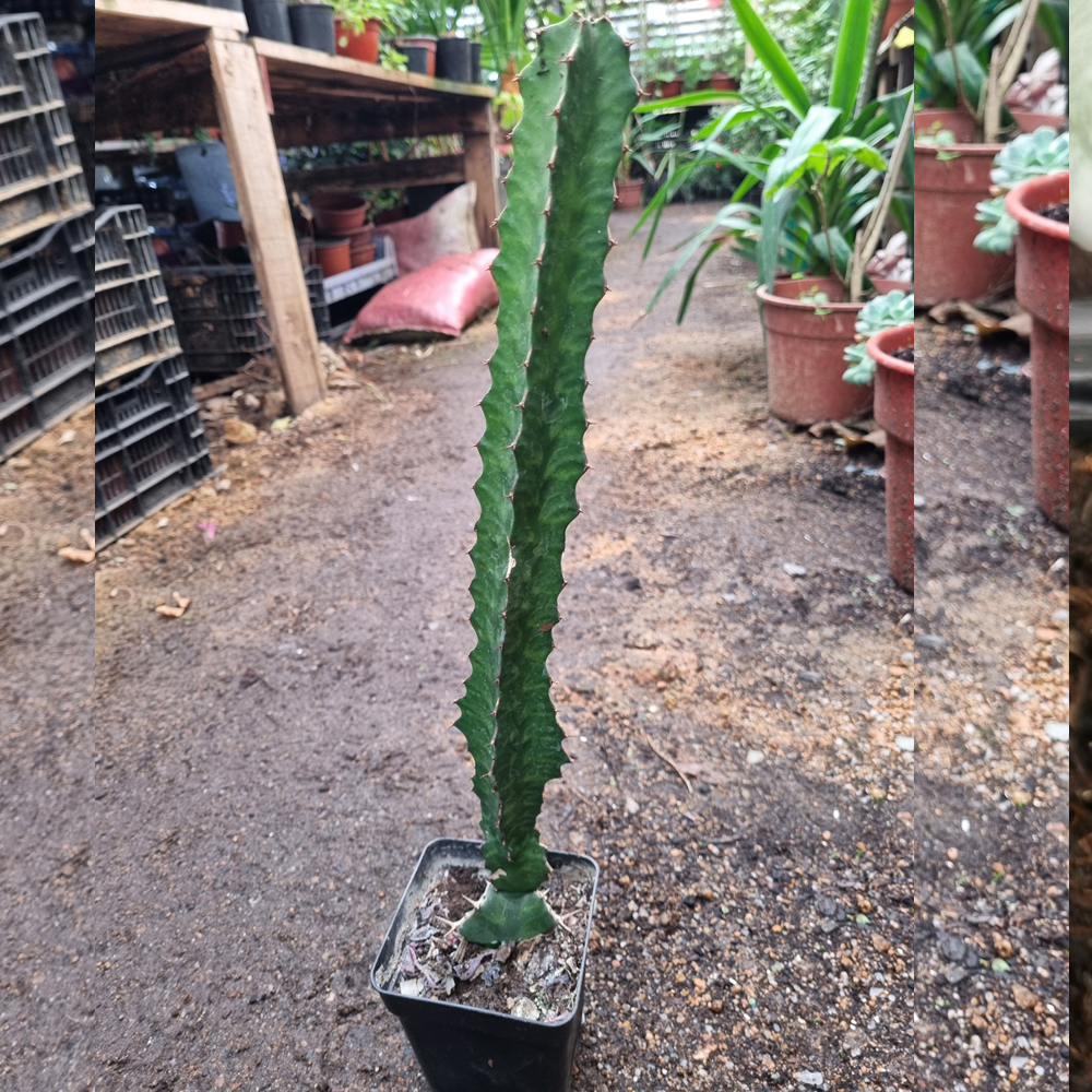 Euphorbia Grandialata
