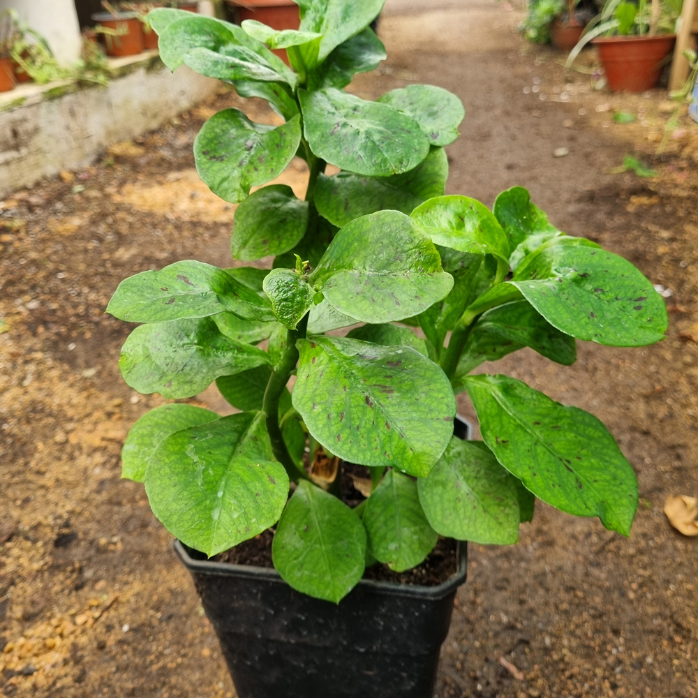 Euphorbia Grantii - Gomero de la India