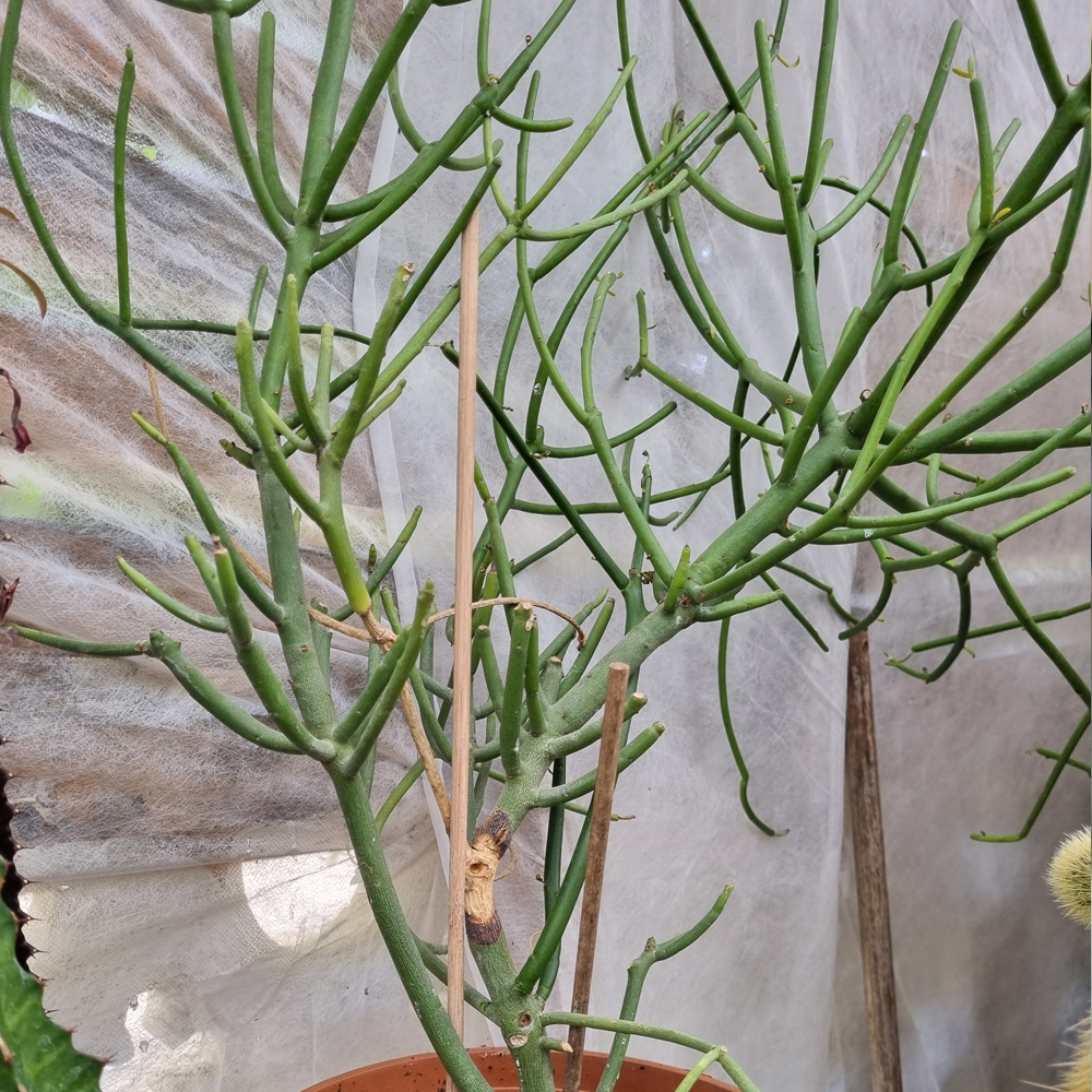 Euphorbia Tirucalli