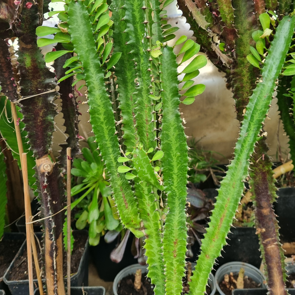 Euphorbia Trigona - Red & Green