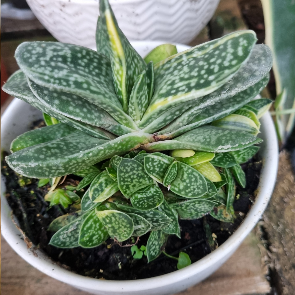 Gasteria Gracilis Variegata