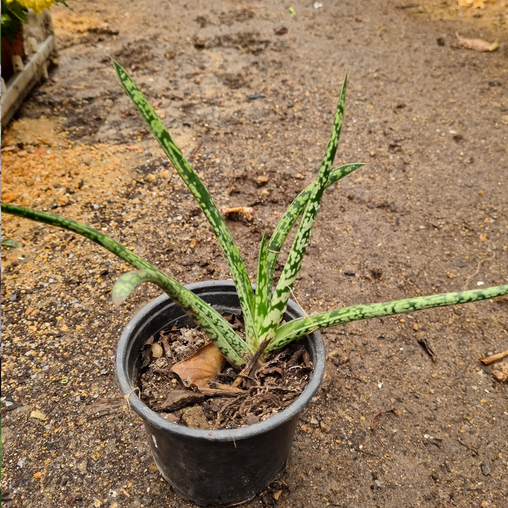 Gasteria Pulchra