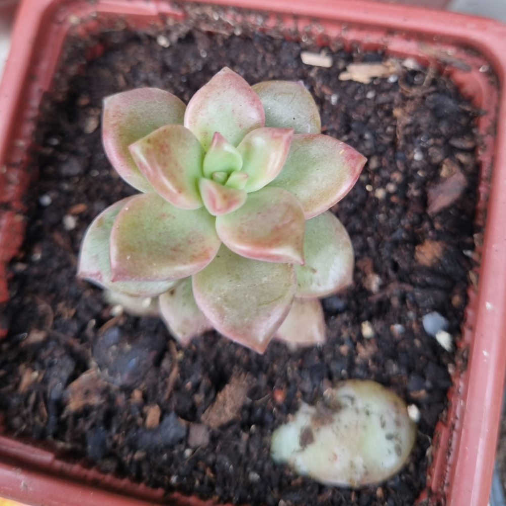 Graptosedum Bronze