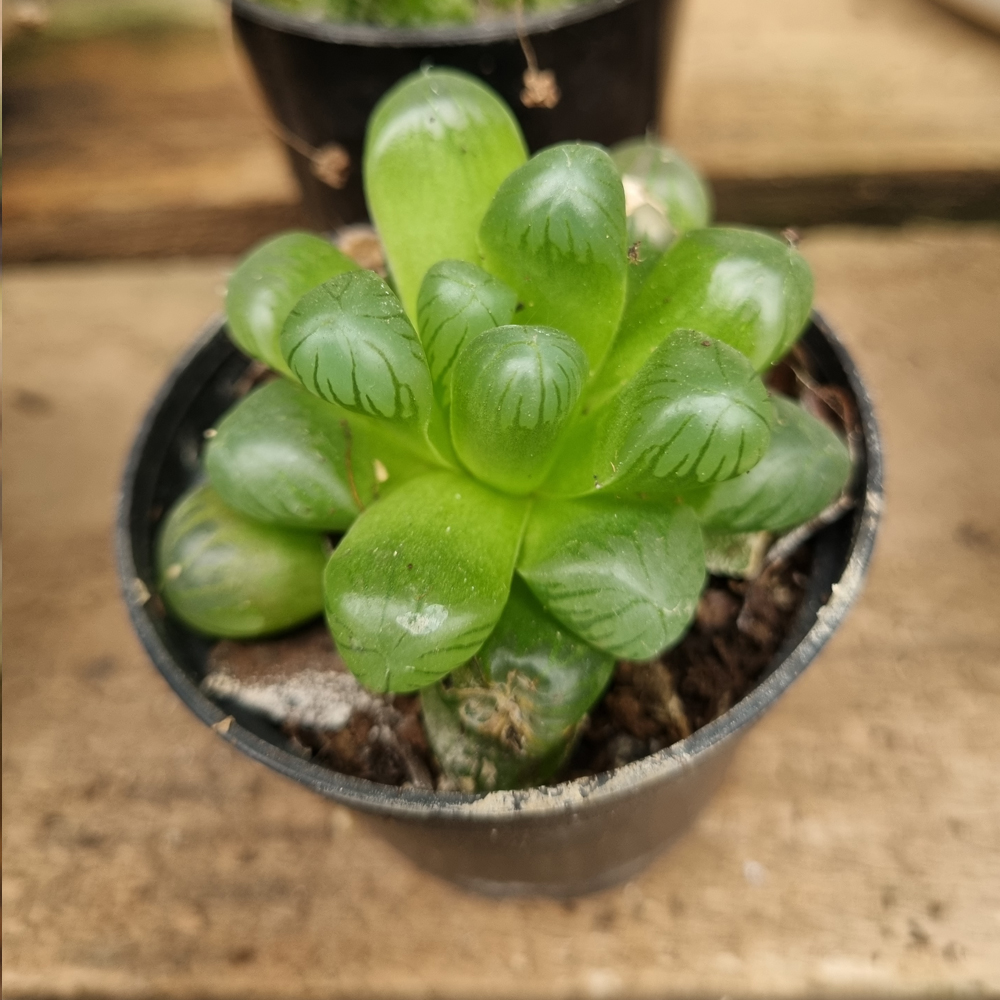 Haworthia Cooperi Obtusa