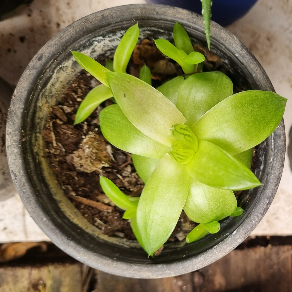 Haworthia Cymbiformis