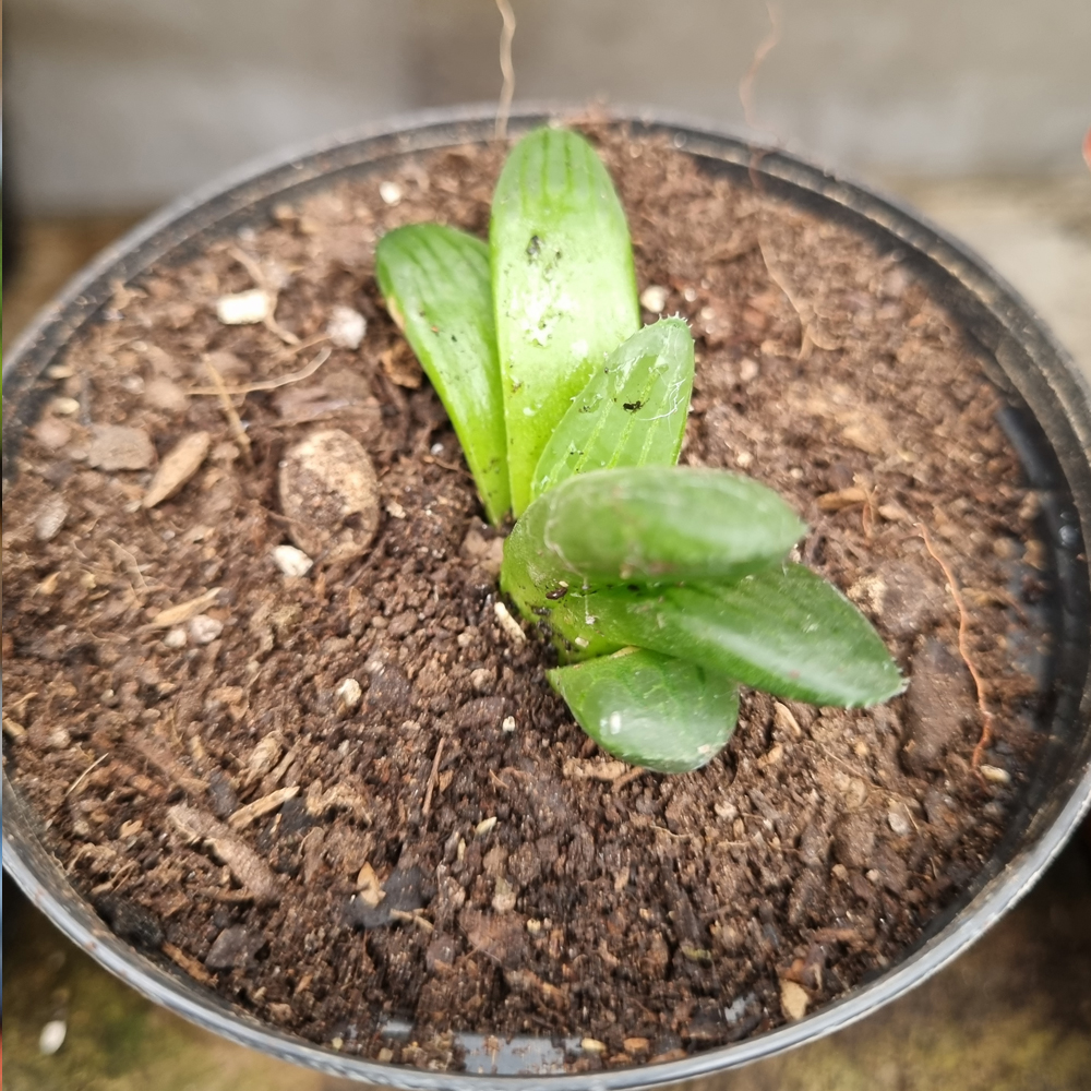 Haworthia Retusa