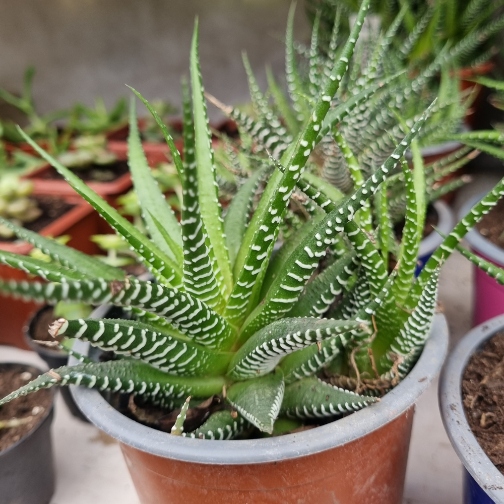 Haworthiopsis Fasciata