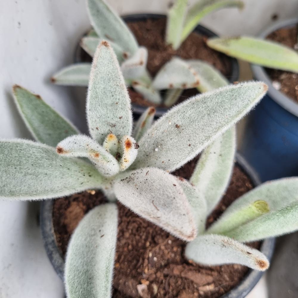 Kalanchoe Tomentosa Gris