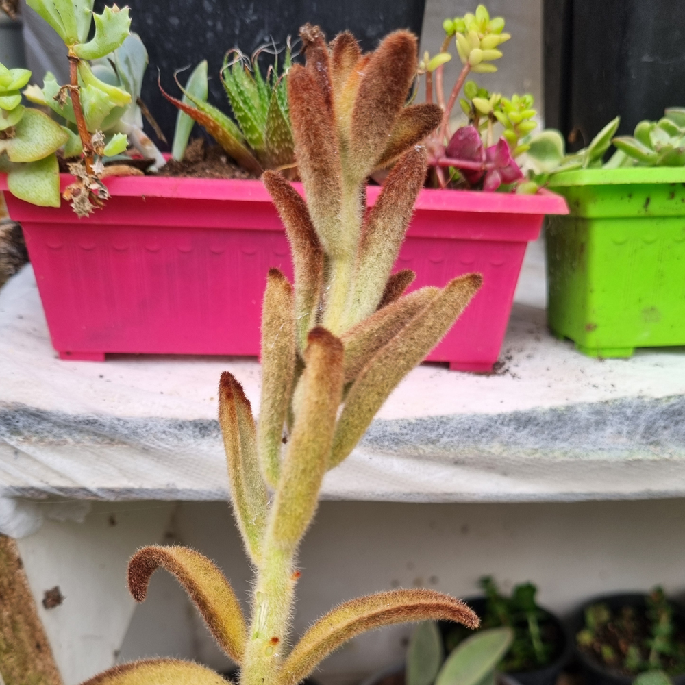 Kalanchoe Tomentosa Chocolate