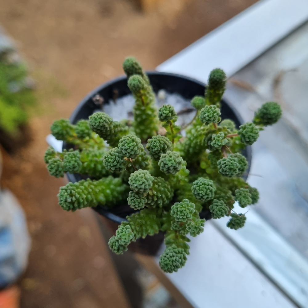 Monanthes Muralis