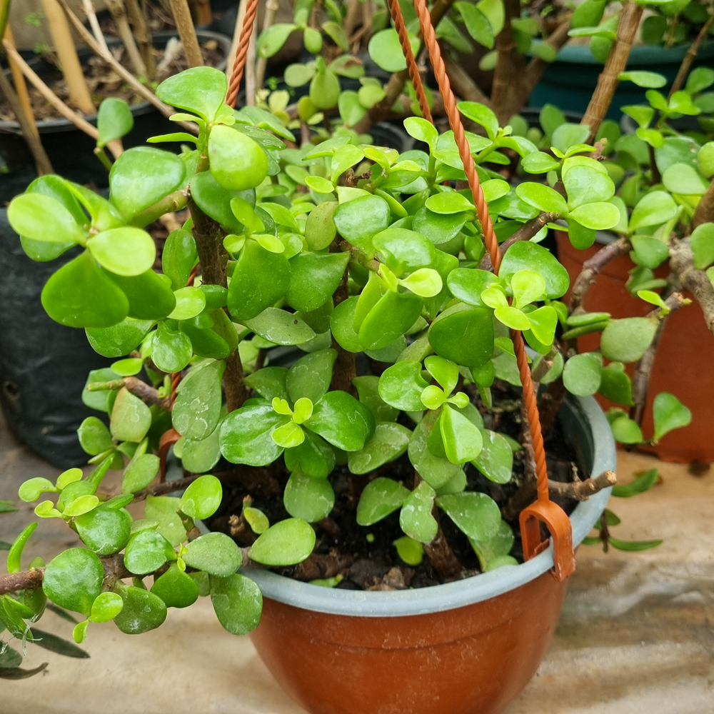 Portulacaria Afra - Árbol del Dinero
