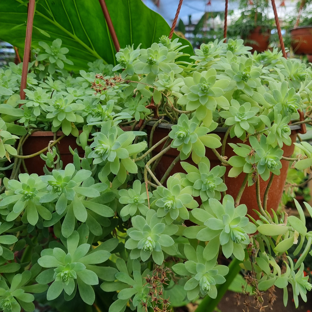 Sedum Palmeri - Sedo