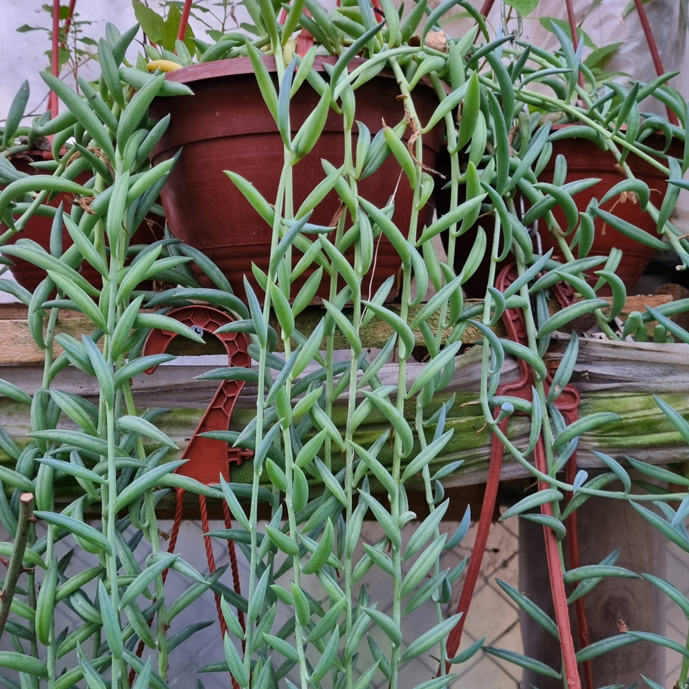 Senecio Radicans - Platanito